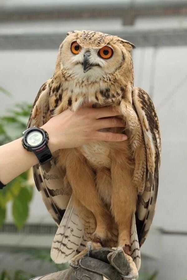  The Fascinating Anatomy and Functionality of Owl Legs