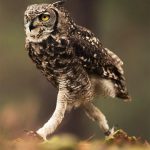 The Fascinating Anatomy and Functionality of Owl Legs