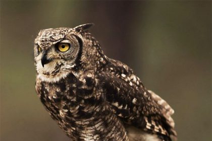 The Fascinating Anatomy and Functionality of Owl Legs