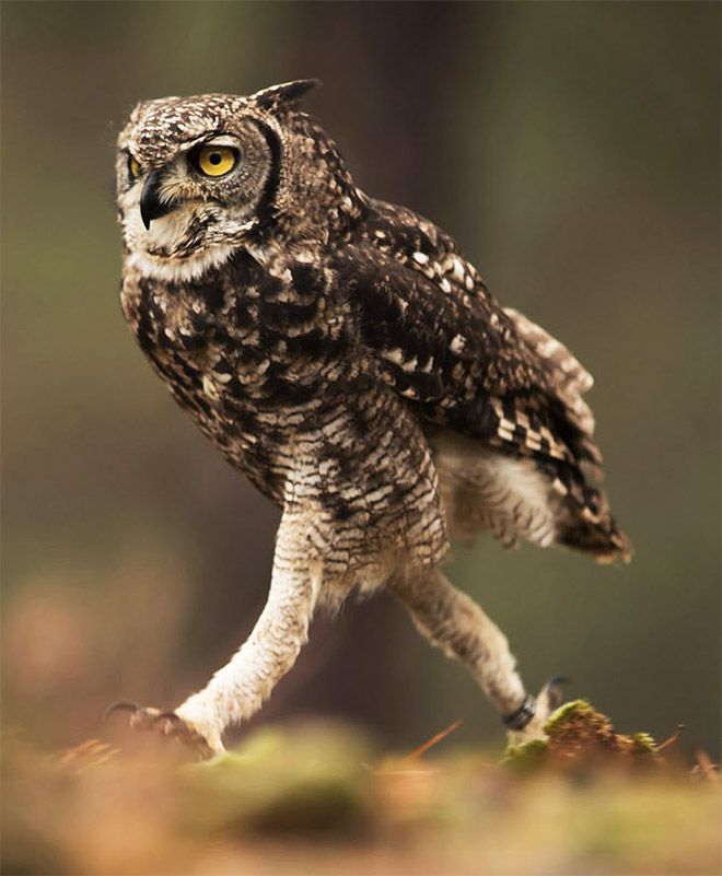 The Fascinating Anatomy and Functionality of Owl Legs