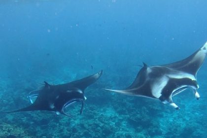 Ghost Shark and Manta Ray