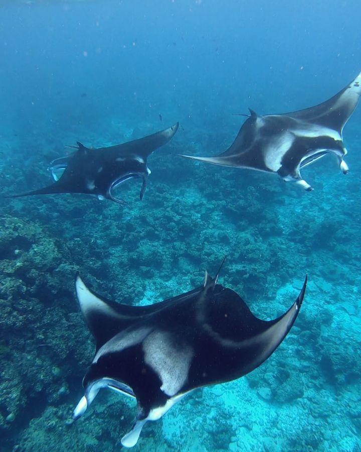 Ghost Shark and Manta Ray