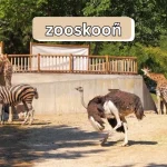 Zooskooñ: The Multifaceted Concept in Modern Culture